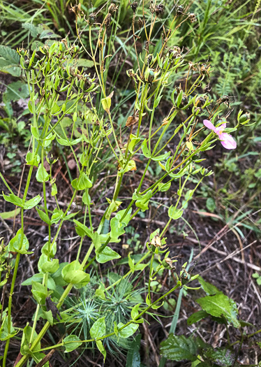 image of Sabatia angularis, Rose-pink, Bitterbloom, Common Marsh-pink, American Centaury