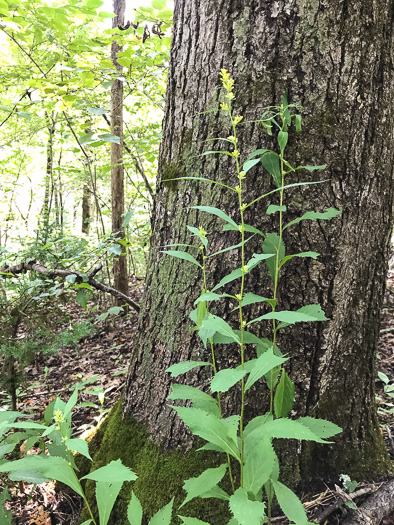 image of Solidago curtisii, Curtis's Goldenrod