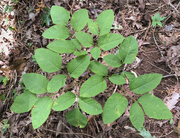 image of Ligusticum canadense, American Lovage