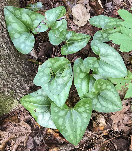 image of Hexastylis arifolia, Little Brown Jug, Arrowhead Heartleaf, Arrowleaf Heartleaf, Pigs