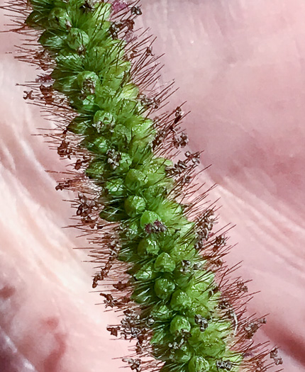 image of Setaria pumila, Yellow Foxtail