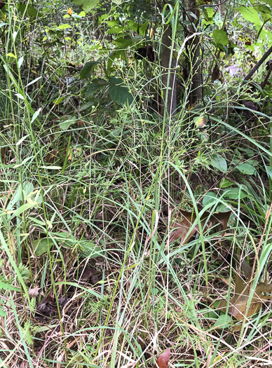 image of Linum virginianum, Virginia Yellow Flax, Woodland Flax