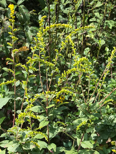 image of Solidago rugosa var. celtidifolia, Hackberry-leaf Goldenrod