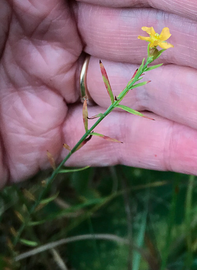 image of Hypericum drummondii, Drummond's St. Johnswort, Nits-and-lice