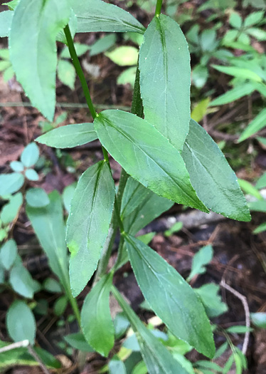 image of Lobelia amoena, Southern Lobelia