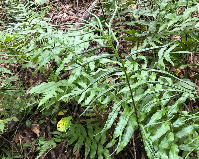 image of Lorinseria areolata, Netted Chain-fern, Net-veined Chainfern