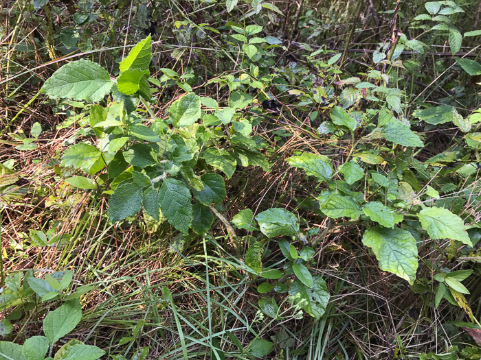 image of Physalis heterophylla, Clammy Ground-cherry