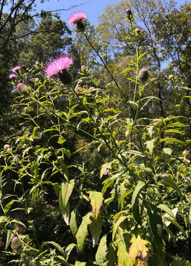 image of Cirsium altissimum, Tall Thistle