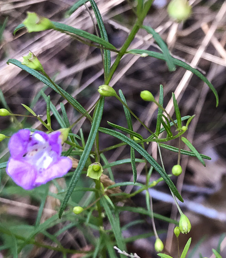 image of Agalinis tenuifolia, Common Gerardia, Slenderleaf Agalinis, Slender False Foxglove, Slender Gerardia