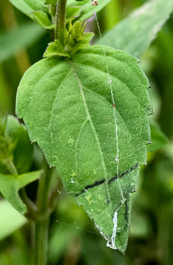 image of Mosla dianthera, Miniature Beefsteak-plant, Mosla