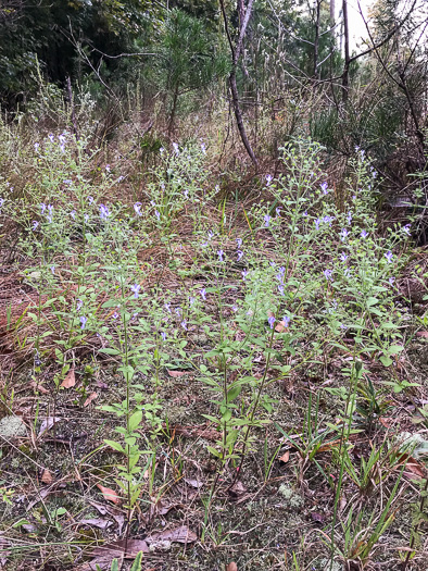 image of Trichostema dichotomum, Common Blue Curls, Forked Blue Curls