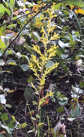 image of Solidago speciosa, Showy Goldenrod, Noble Goldenrod