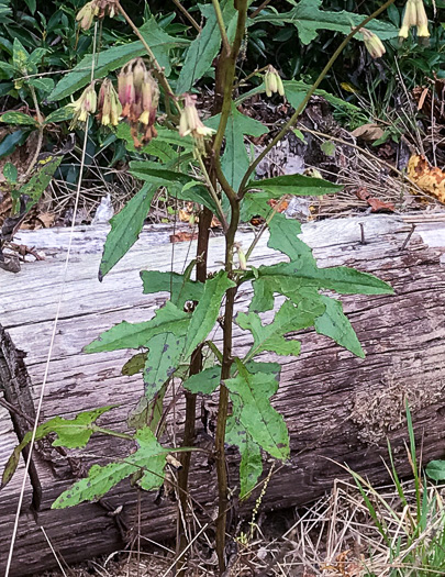 image of Nabalus serpentaria, Lion's-foot Rattlesnake-root, Gall-of-the-Earth