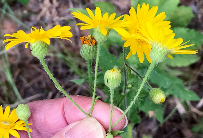 Heterotheca subaxillaris, Camphorweed