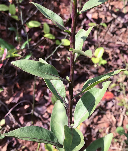 image of Solidago speciosa, Showy Goldenrod, Noble Goldenrod