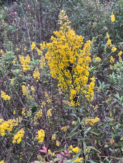 image of Solidago speciosa, Showy Goldenrod, Noble Goldenrod