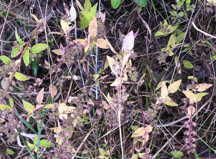 image of Mosla dianthera, Miniature Beefsteak-plant, Mosla