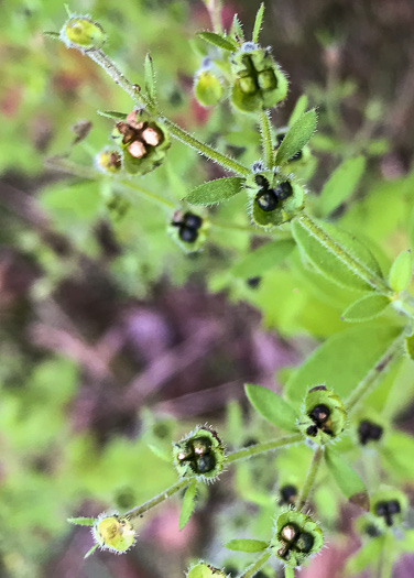 image of Trichostema dichotomum, Common Blue Curls, Forked Blue Curls