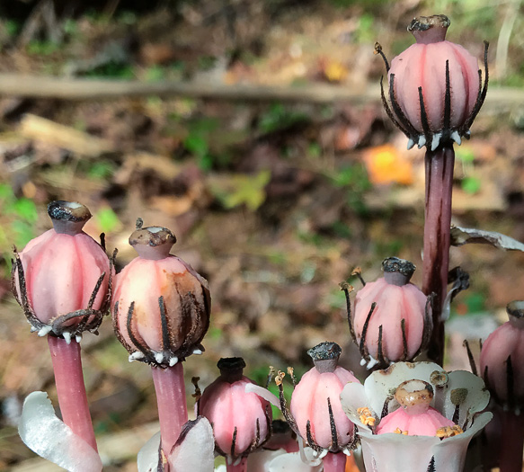 Monotropa uniflora, Indian Pipes, Ghost-flower, Common Ghost Pipes