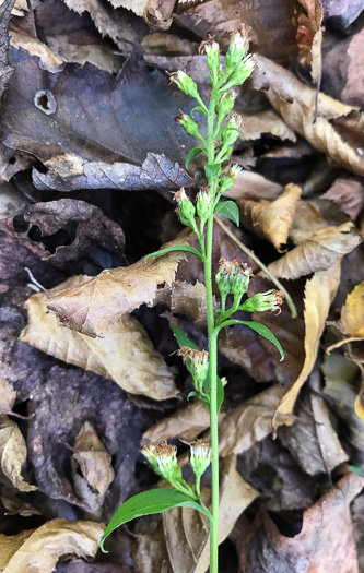 image of Solidago patula, Northern Roughleaf Goldenrod