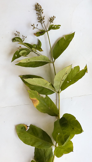 image of Lysimachia fraseri, Fraser's Loosestrife