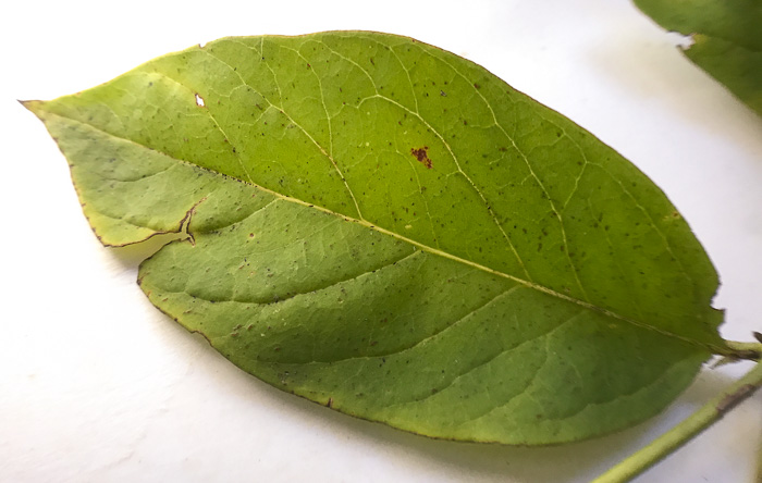 image of Lysimachia fraseri, Fraser's Loosestrife