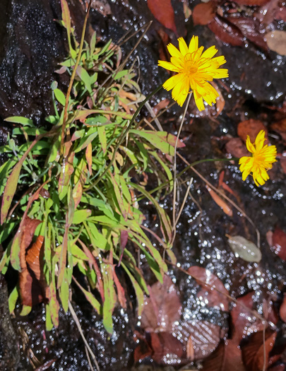 image of Krigia montana, Mountain Dwarf-dandelion, Mountain Cynthia