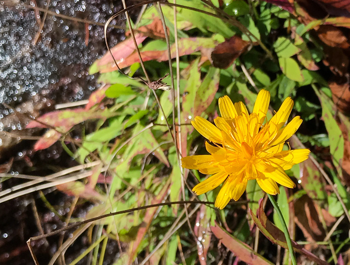 image of Krigia montana, Mountain Dwarf-dandelion, Mountain Cynthia