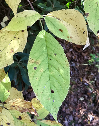 image of Clethra acuminata, Mountain Sweet-pepperbush, Cinnamonbark, Cinnamon Clethra, Mountain White-alder