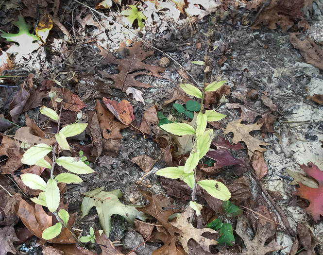 image of Lobelia inflata, Indian-tobacco, Pukeweed