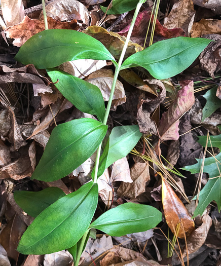 image of Gentiana decora, Appalachian Gentian, Showy Gentian