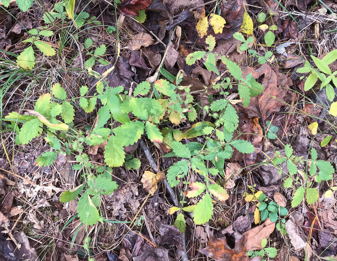 image of Agrimonia microcarpa, Low Agrimony, Small-fruited Agrimony