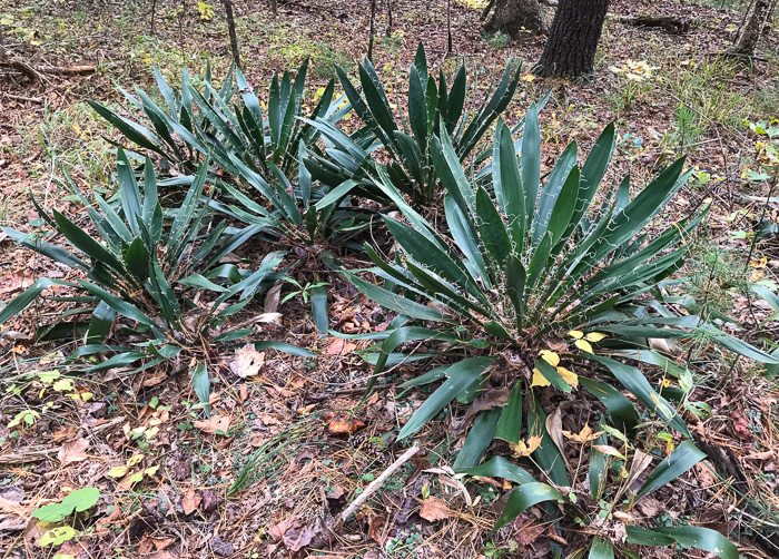 image of Yucca filamentosa, Beargrass, Spoonleaf Yucca, Curlyleaf Yucca