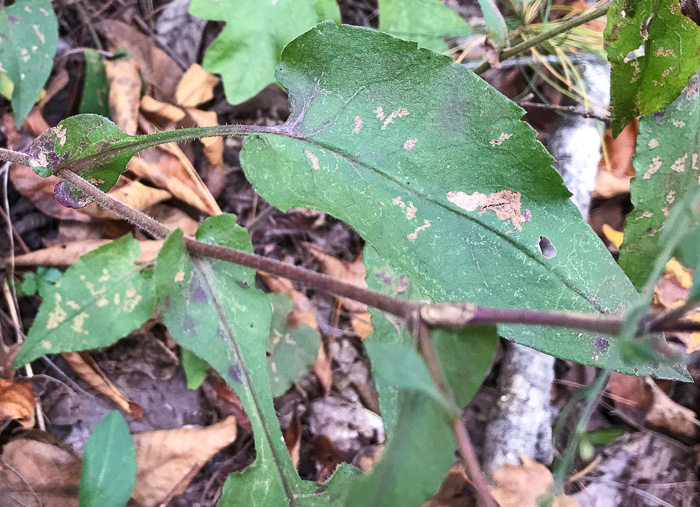 image of Symphyotrichum undulatum, Wavyleaf Aster