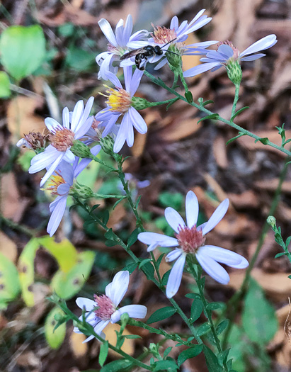 image of Symphyotrichum undulatum, Wavyleaf Aster