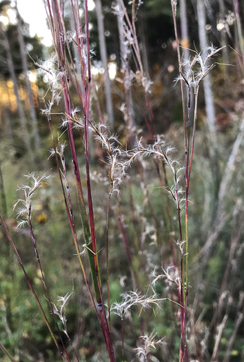 image of Schizachyrium scoparium var. scoparium, Common Little Bluestem