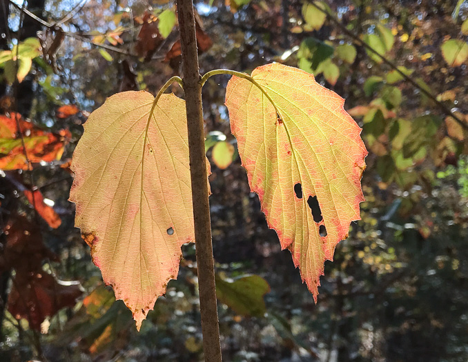 image of Viburnum recognitum, Smooth Arrowwood, Northern Arrowwood