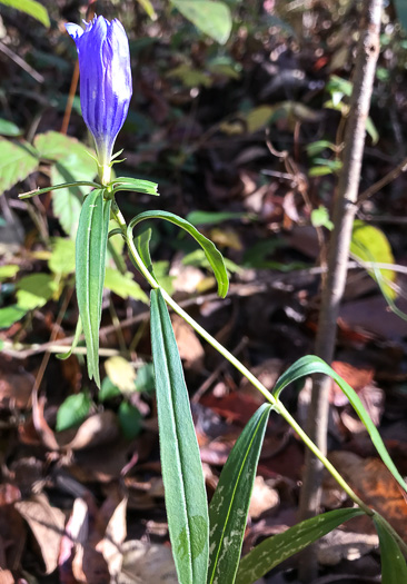 image of Gentiana saponaria, Soapwort Gentian, Harvestbells