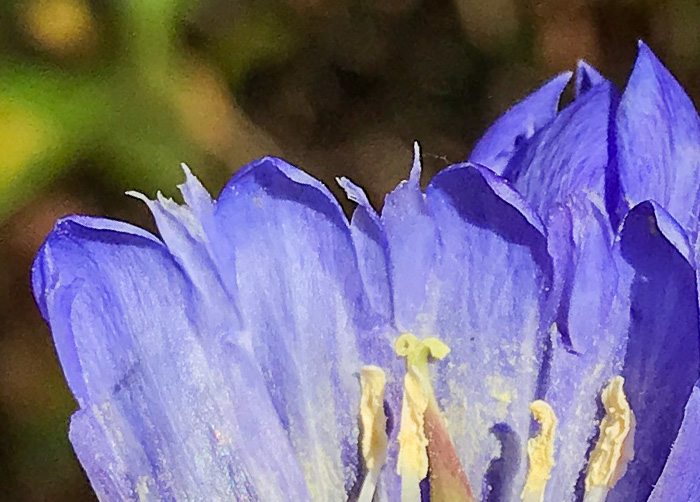 image of Gentiana saponaria, Soapwort Gentian, Harvestbells