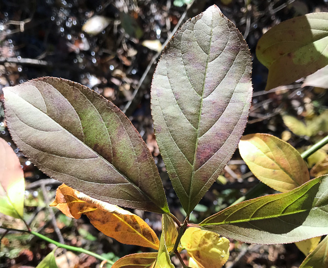 image of Itea virginica, Virginia Sweetspire, Virginia-willow