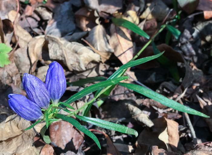 image of Gentiana saponaria, Soapwort Gentian, Harvestbells