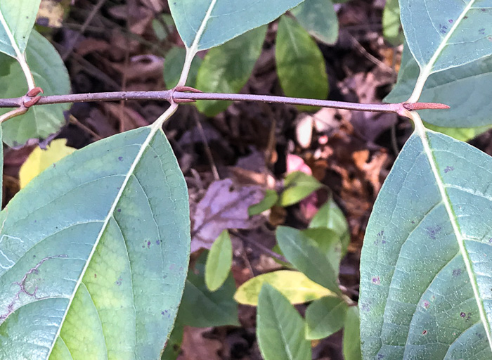 image of Viburnum nudum, Southern Wild Raisin, Possumhaw, Swamp Viburnum, Swamp-haw