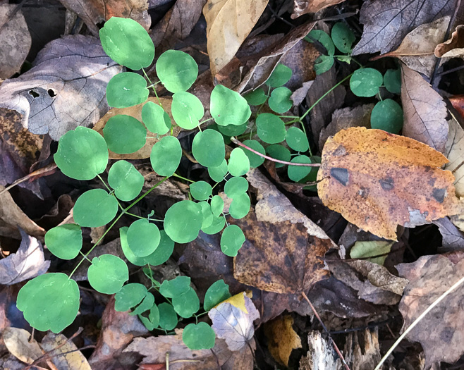 image of Thalictrum macrostylum, Small-leaved Meadowrue, Small-flowered Meadowrue