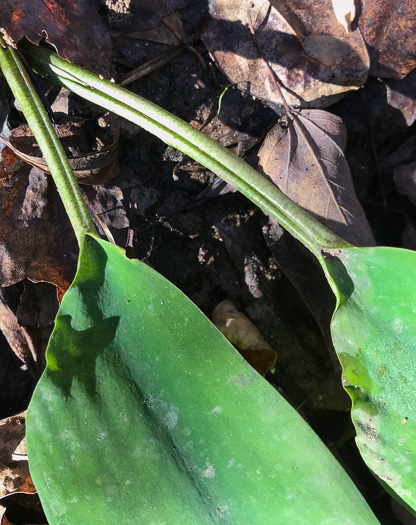 image of Orontium aquaticum, Golden Club, Never-wet, Bog Torches