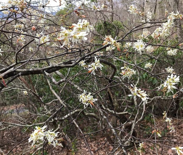 image of Amelanchier arborea, Downy Serviceberry, Sarvisberry