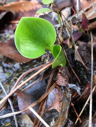 image of Parnassia grandifolia, Bigleaf Grass-of-Parnassus, Limeseep Parnassia