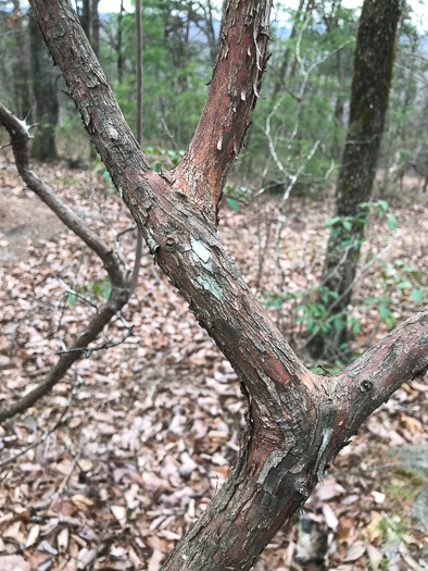 image of Vaccinium arboreum, Sparkleberry, Farkleberry