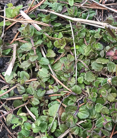 image of Veronica arvensis, Corn Speedwell, Wall Speedwell