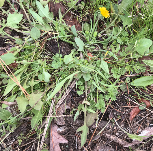 image of Krigia virginica, Virginia Dwarf-dandelion