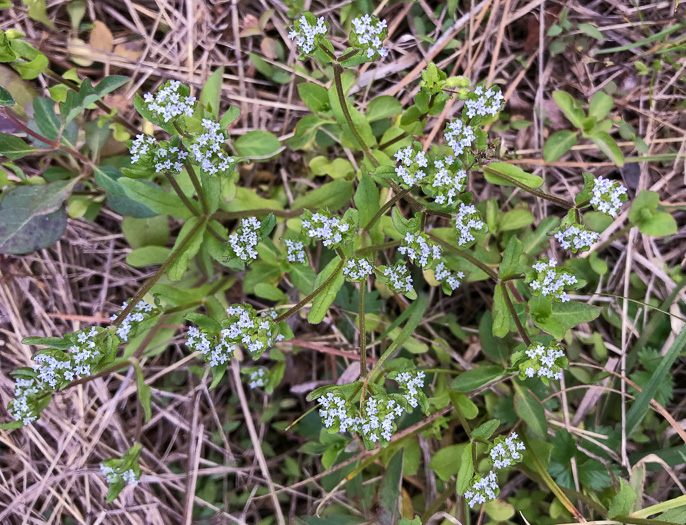 image of Valerianella locusta, European Cornsalad